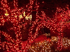 026 Toledo Zoo Light Show [2008 Dec 27]